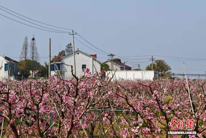 无锡阳山桃花盛开迎5000跑者 10公里精英赛绽放春